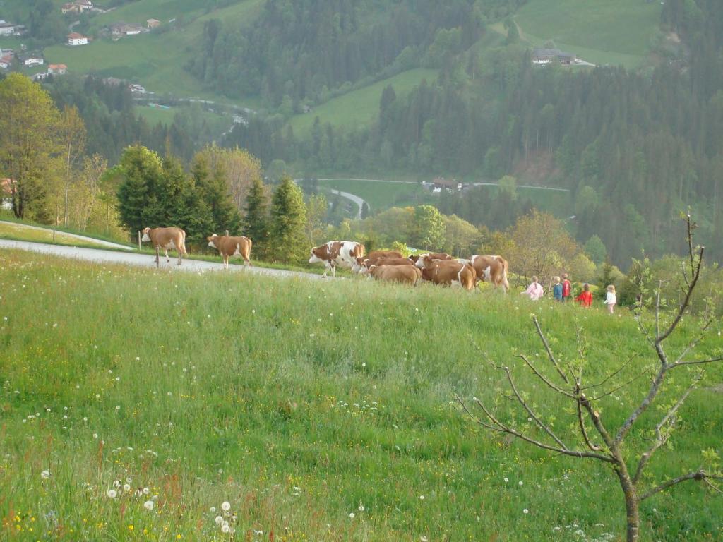 Siedlerhof Apartment ฮอพฟ์การ์เทน อิม บริกเซนทัล ภายนอก รูปภาพ